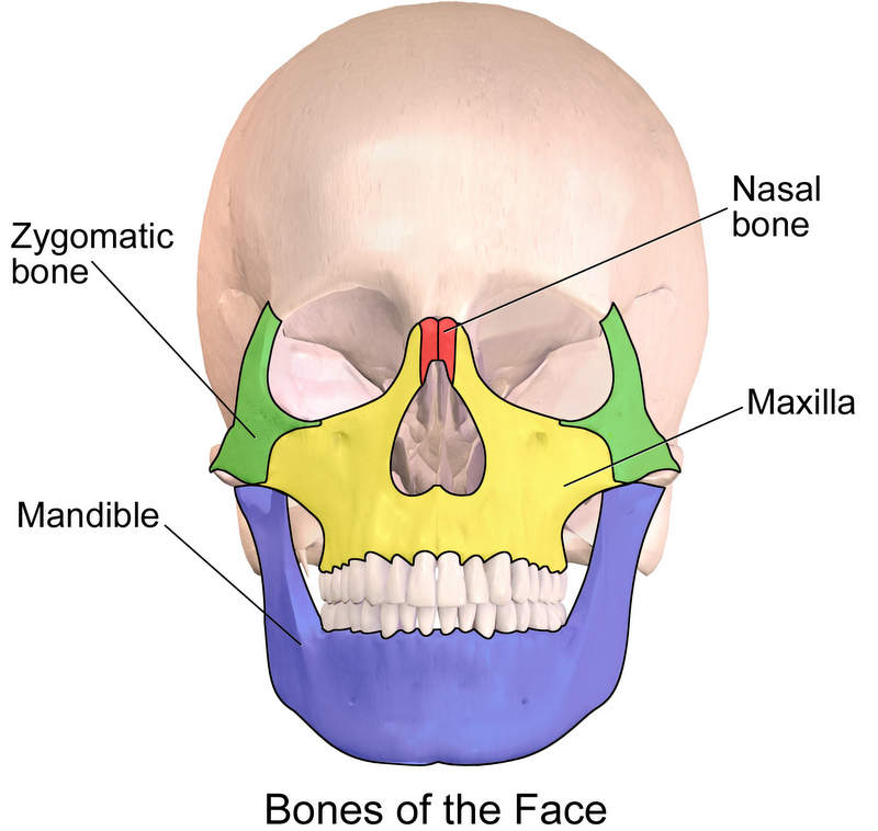  Bones of the Face: zygomatic bone, mandible, maxilla, nasal bone