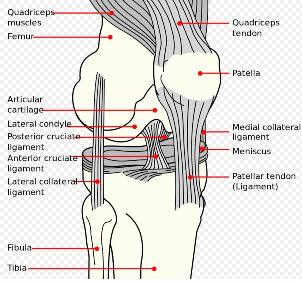 patella fracture symptoms