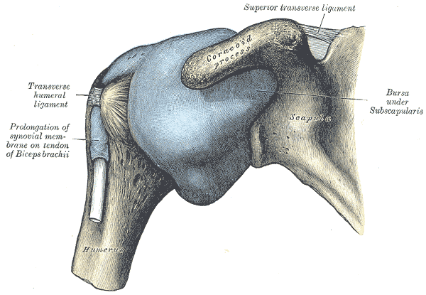 Right shoulder and shoulder joint